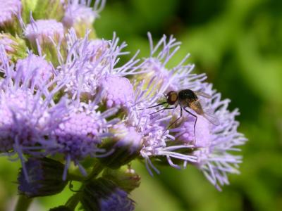 Fly on Mistflower.jpg