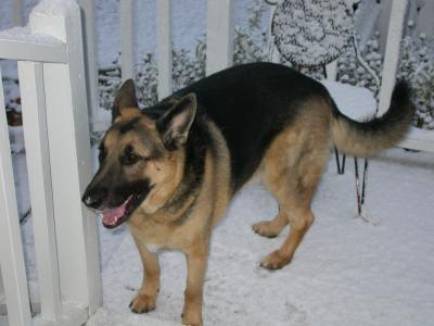 Sam on porch in snow.jpg