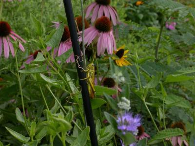 Grasshopper in Butterfly Garden