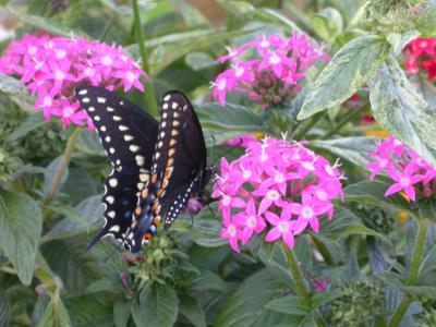 Black Swallowtail on Pink Penta