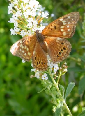 Tawny Emperor on Butterfly Bush