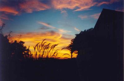 Purple Fountain Grass at Sunset