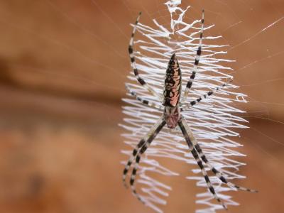 Garden Spider.jpg