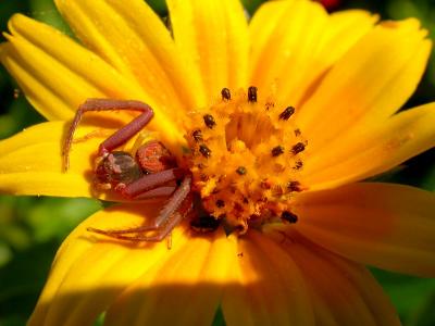 Crab Spider.jpg