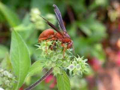 Red Wasp.jpg