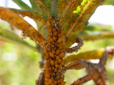 Aphids on Tropical Milkweed.jpg