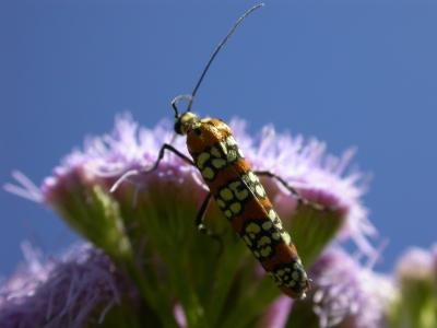Really Cool Bug on Mistflower.jpg