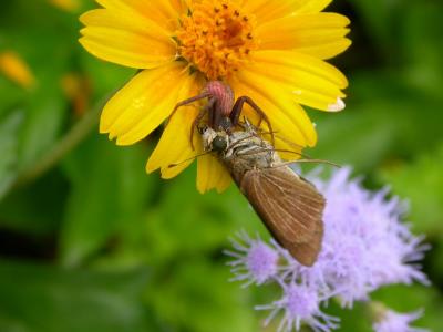 Crab Spider eating Butterfly.jpg