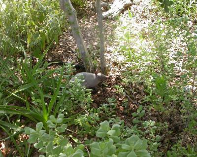  Nine-banded Armadillo