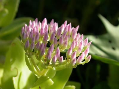Autumn Joy Sedum bud