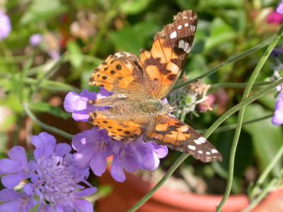 Painted Lady on Pincushion Flower, Dorsal View