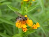 Fly on Mexican Mint Marigold.jpg