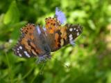 Painted Lady on Greggs Mistflower, Dorsal View