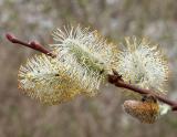 PussyWillow6122.jpg