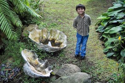 North Sulawesi - Giant Clam Shell
