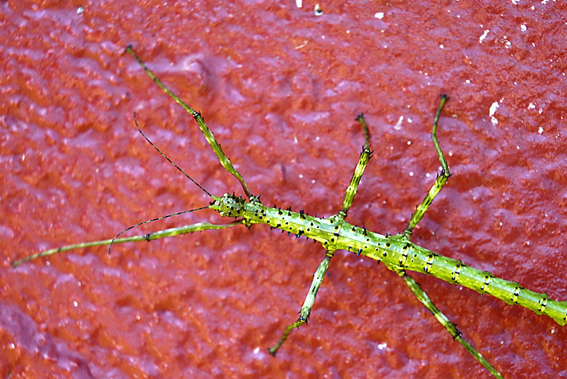 12 Feb 05 - Stick Insect