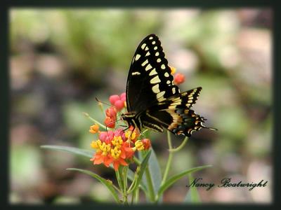Palamedes Swallowtail on Milkweed