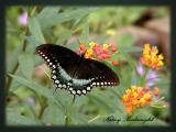 Spicebush Swallowtail on Milkweed