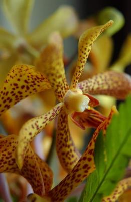 Orchid, window light