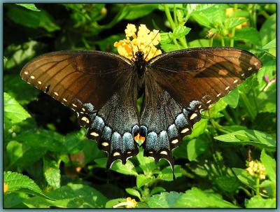 Butterfly (Eastern Tiger Swallowtail)