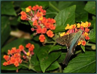 Butterfly (Long-tailed Skipper)