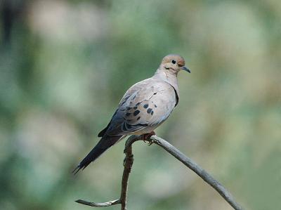 Mourning Dove 0904-1j  Umtanum Road