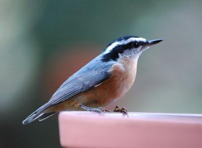 Red Breasted Nuthatch 0904-1j  Yard