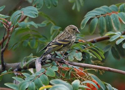 u43/photon180/medium/33572534.PineSiskin09041j.jpg