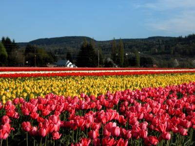 SpringIsHere.JPG