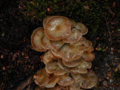 Mushrooms for Dinner?