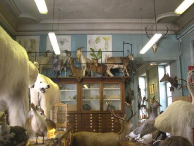 March 2004 - Deyrolle Taxidermist Rue du Bac. 75006