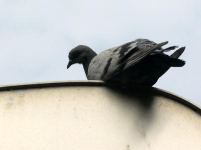 August  2004 - Pigeon 75014