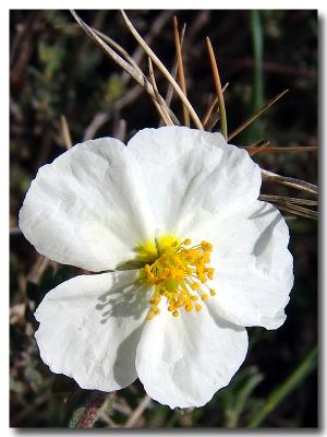Cistus monspeliensis (ciste de Montpellier)