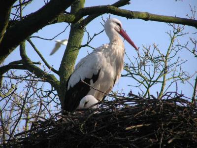 Het Zwin