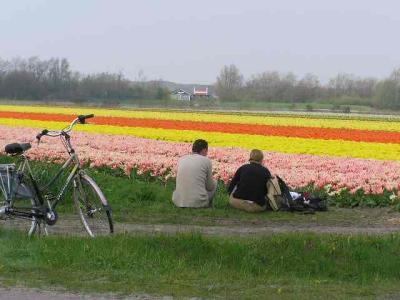 Tulips fields