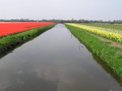 Tulips fields