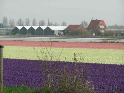 Keukenhof