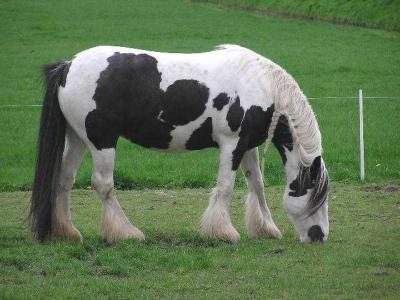 Friesland horse