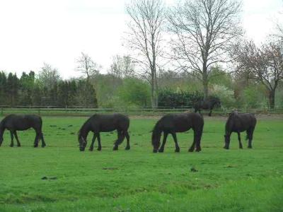 Friesland horses