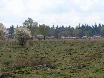 Veluwe nat. park