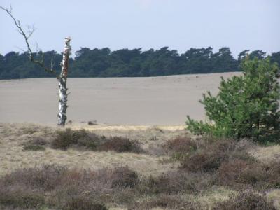 Veluwe nat. park