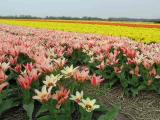 Tulips fields