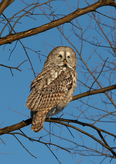 CHOUETTE LAPONE / GREAT GREY OWL
