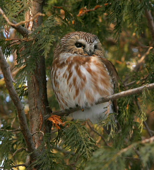 PETITE NYCTALE / NORTHERN SAW-WHET OWL