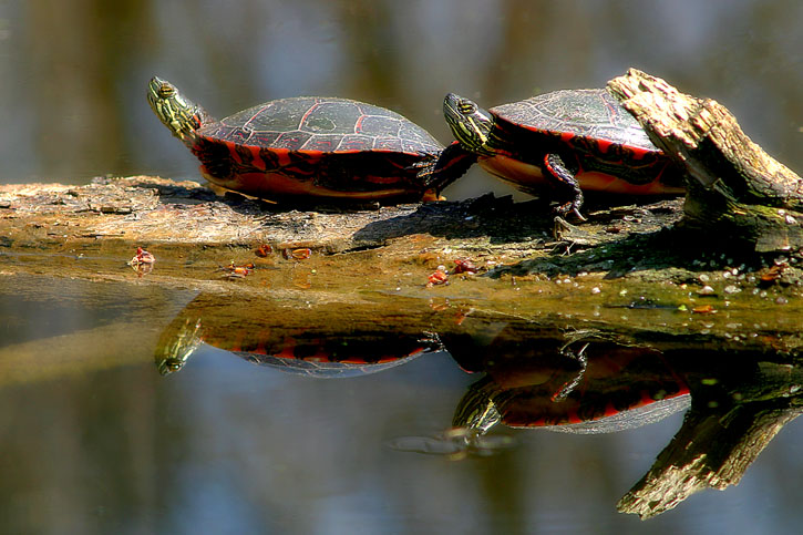 Two Turtles