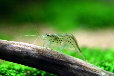  Yamatonuma ebi - Amano shrimp - Caridina japonica