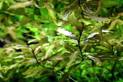 Hygrophila polysperma