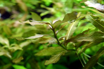 Hygrophila polysperma