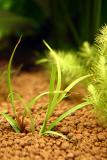 Juncus repens