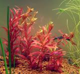 Rotala indica